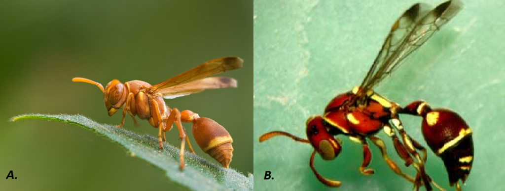 A la izquierda (A.), Ropalidia marginata. A la derecha (B.), Ropalidia cyathiformis. Ambas especies de avispas habitan en el sureste de Asia y algunas regiones de Oceanía. [Fuente de imágenes: Treknature & Indian Institute of Science]