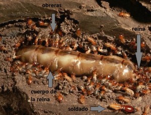 Reina termita (M. bellicosus) atendida por multitud de obreras. El cuerpo es tan grande que la reina no puede moverse ni alimentarse por sí misma, de modo que las obreras, estimuladas por medio de feromonas, se hacen cargo de ella. [Imagen adaptada de Nova]